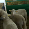 Ovejas en Alburquerque