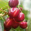 Cerezas dañadas