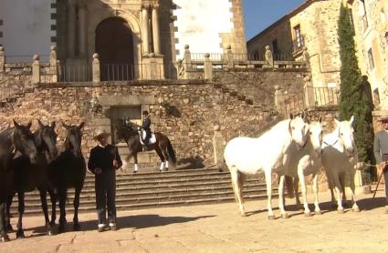 Caballos de Pura Raza Española en el centro de Cáceres