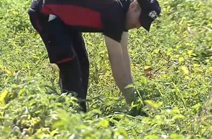 Trabajo en el campo