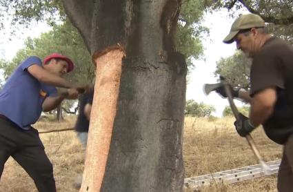 Saca del corcho en Extremadura