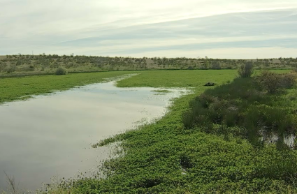 duraznillo de agua