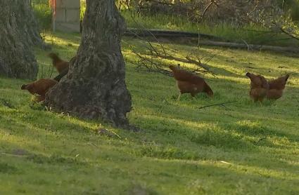 Crecen las consultas sobre el registro de gallinas en los municipios extremeños