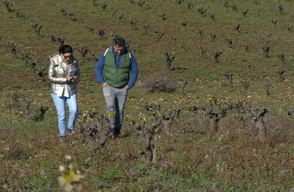 Reacciones a las ayudas del viñedo