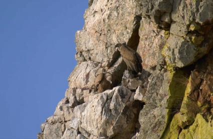 Monfragüe, Doñana y Picos de Europa, mejores lugares donde observar aves en primavera según SEO/BirdLif