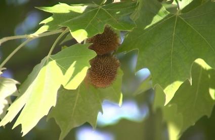 Plátano de sombra