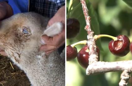 Ayudas para el campo