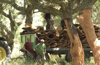 La inestebilidad de los mercados y la falta de relevo amenazan al sector del corcho extremeño