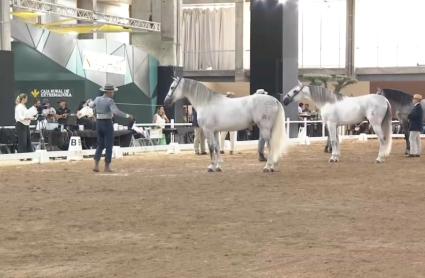 Ecuextre, en IFEBA, Badajoz