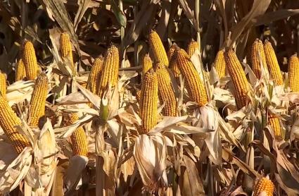 Cultivo de maíz en Extremadura