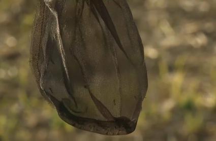 Trampas para mosquitos en las Vegas del Guadiana