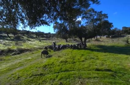 Cerdos en la dehesa extremeña
