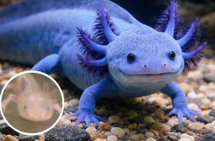Ajolote recién nacido en una tienda de animales y ajolote azul, generado por IA