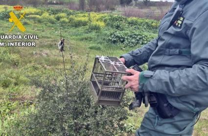 La Guardia Civil sorprende a un vecino de Mérida cazando jilgueros con pegamento 