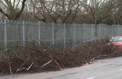 Árboles caídos tras las últimas borrascas que han pasado por Extremadura en enero y febrero de 2026