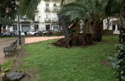 Árbol levantado en Badajoz tras las recientes borrascas