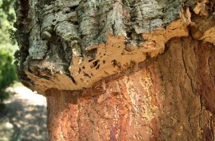 Detalle de un tronco durante el proceso de descorche en una imagen de archivo