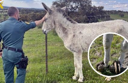 La Guardia Civil investiga a un vecino de Fuente de Cantos por abandono de cuidados esenciales de un asno