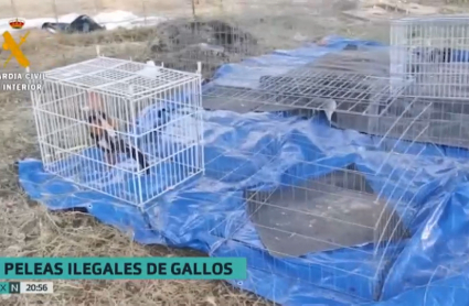 Imagen de algunas de las jaulas intervenidas por la Guardia Civil durante la operación