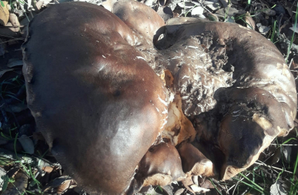 El hongo fue encontrado en un paraje muy próximo a Barcarrota.