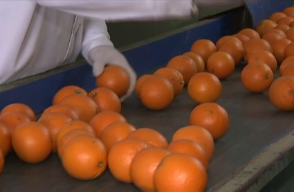 La naranja de Montijo, la estrella del invierno