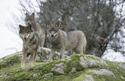 lobo iberico wikipedia
