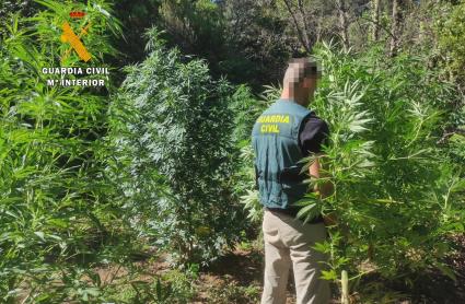 Plantación desmantelada por la Guardia Civil en Descargamaría