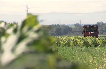 Campo de cultivo de tabaco en Extremadura.