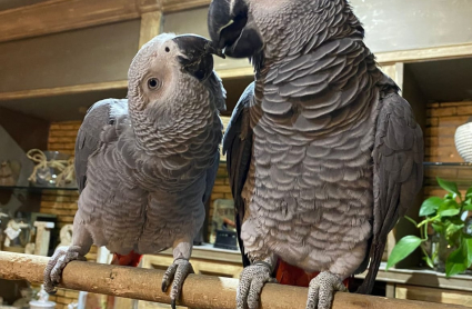 Loro de cola roja