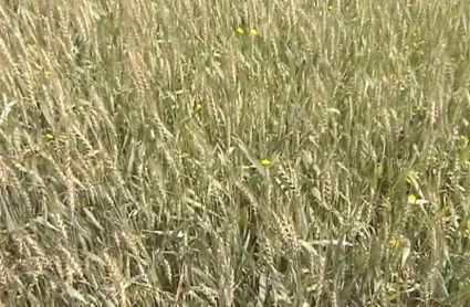 Campo de cereal en Fuente de Cantos (Badajoz)