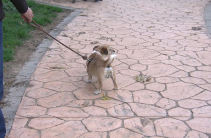 Perros