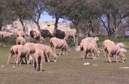 Ganado