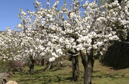 Cerezo en flor