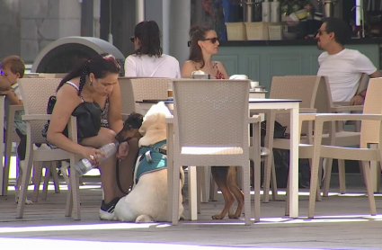 Mascotas y calor