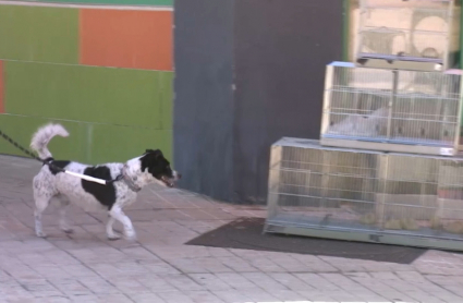 Perro paseando por una calle