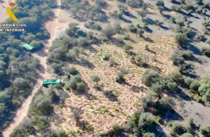 Plantación de marihuana en Villar del Pedroso