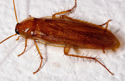 Este tipo de insectos, considerados auténticos supervivientes, se ha adaptado a diferentes entornos y situaciones