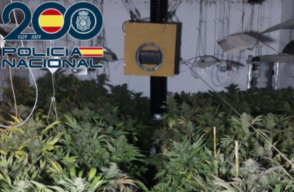 Plantación de marihuana en Badajoz