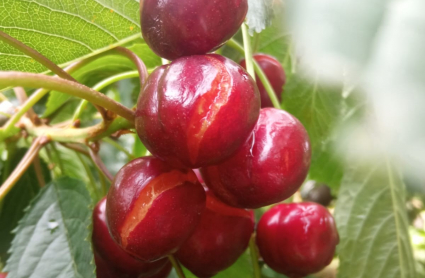 Cerezas dañadas
