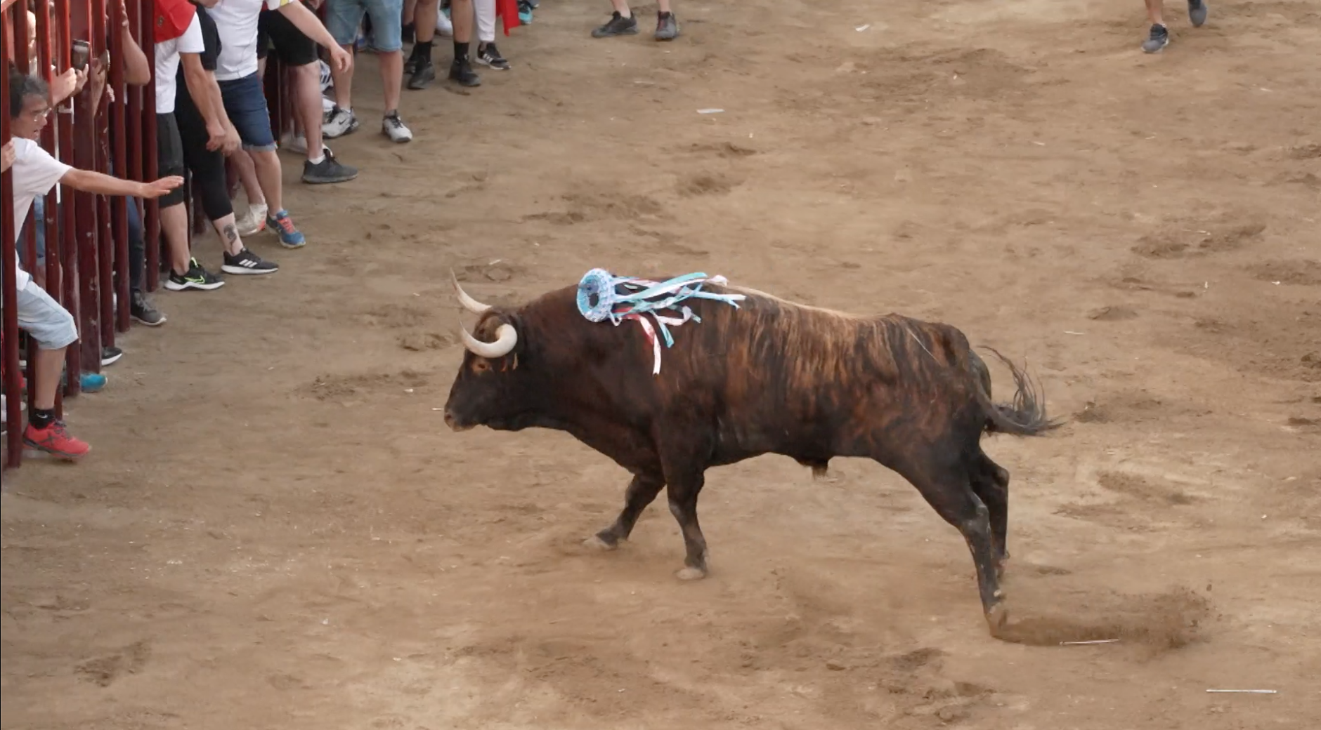 Toro Juventud Cauriense, Sanjuanes, San Juan Coria, Encierro Toros, Juan Bazaga, Tierra de Toros, Canal Extremadura