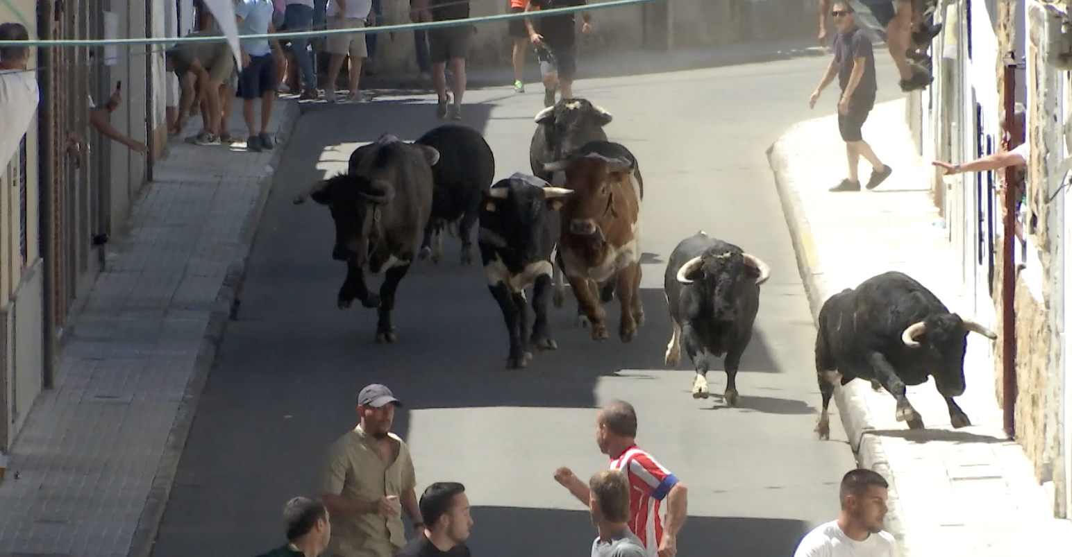 Encierros San Buenaventura, Toros Moraleja, Fiesta de Interés Turístico Regional, Juan Bazaga, Canal Extremadura, Tierra de Toros