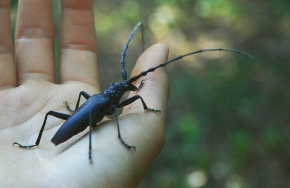 Escarabajo cerdo
