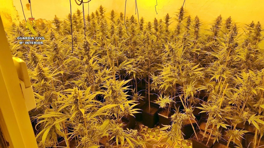 Detenidas tres personas por cultivo de medio millar de plantas de marihuana en una vivienda en Castuera