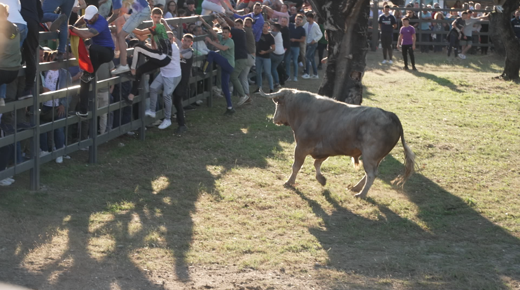 Salida toro, Vegaviana, Festejo Popular, Tierra de Toros, Juan Bazaga