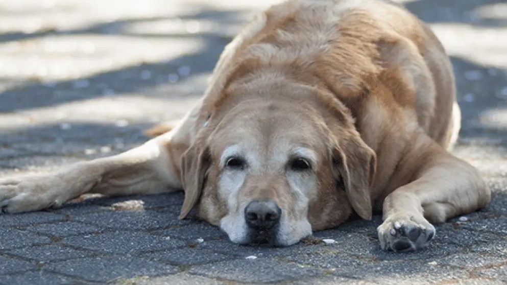 Perro acalorado tumbado en el suelo