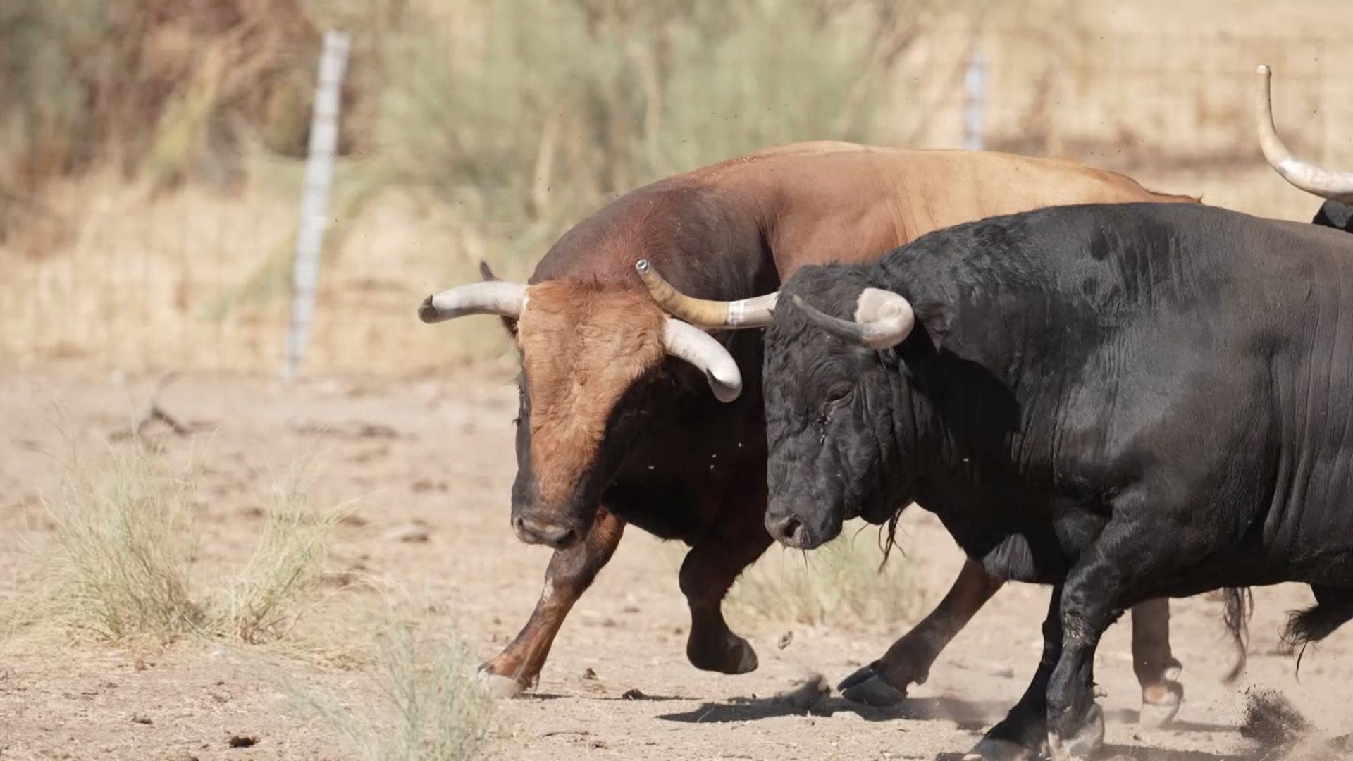 Distingido. Ganadería Carmen Valiente, Encierros de Arganda del Rey