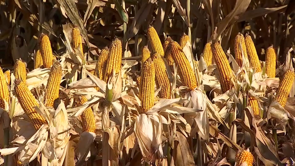 Cultivo de maíz en Extremadura