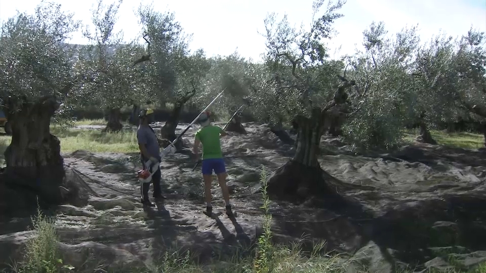 Recogida de aceitunas