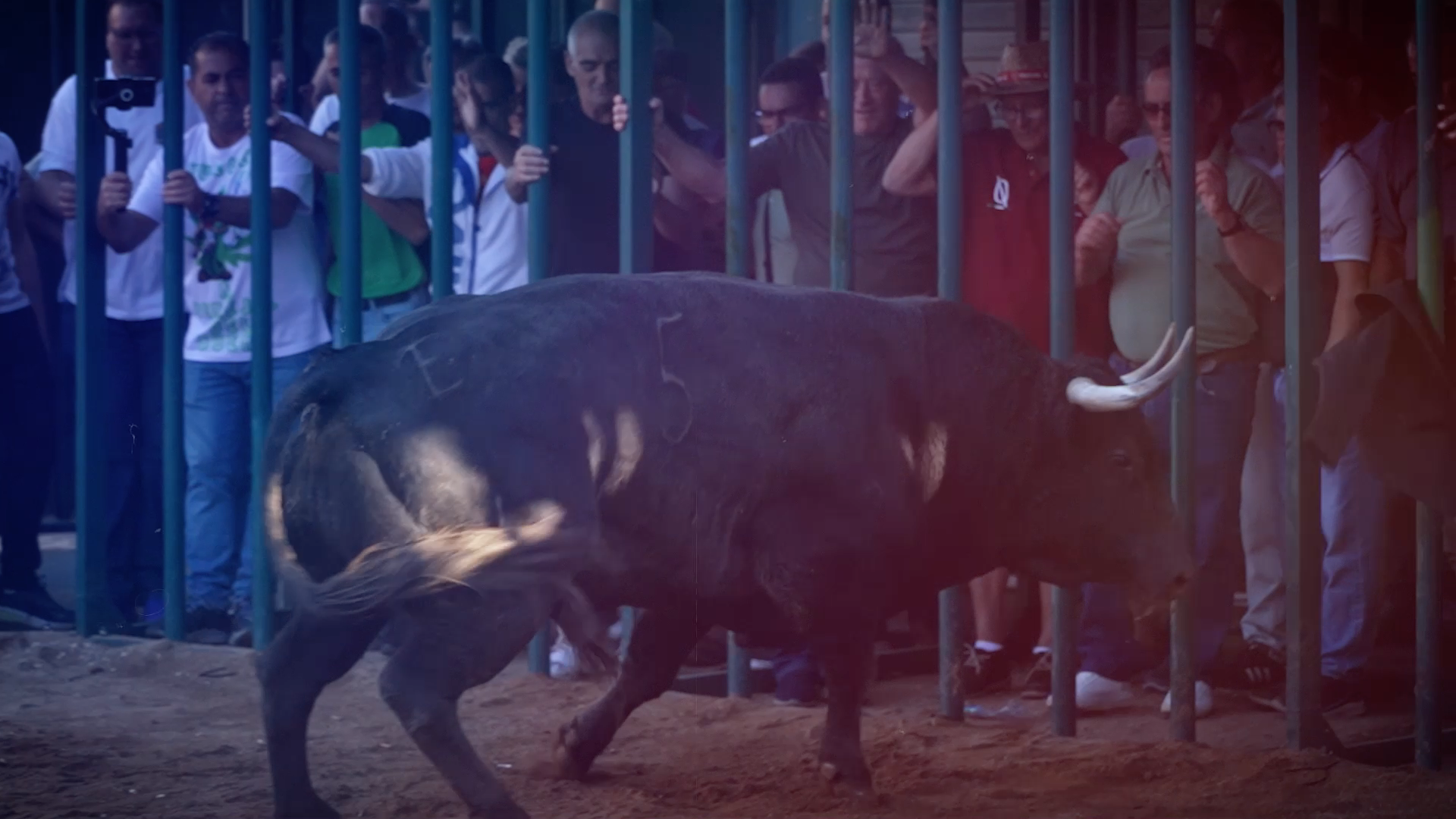 Toros Los Cristos Calzadilla, Juan Bazaga, Tierra de Toros, Canal Extremadura