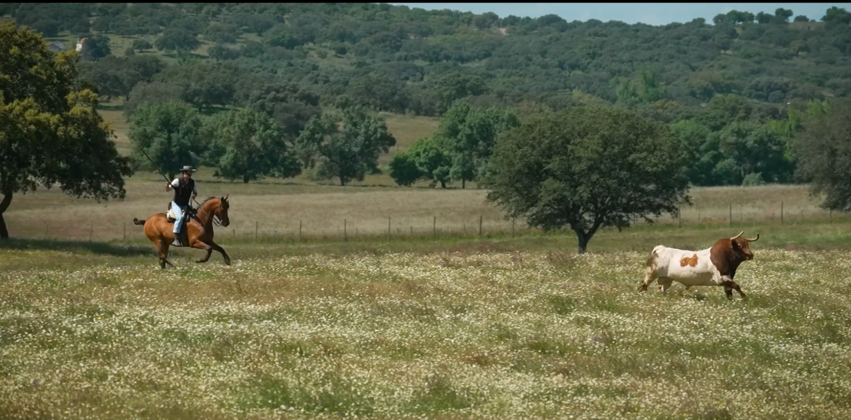Torre de Onofre, Semental cercado, Canal Extremadura, Tierra de Toros, Juan Bazaga